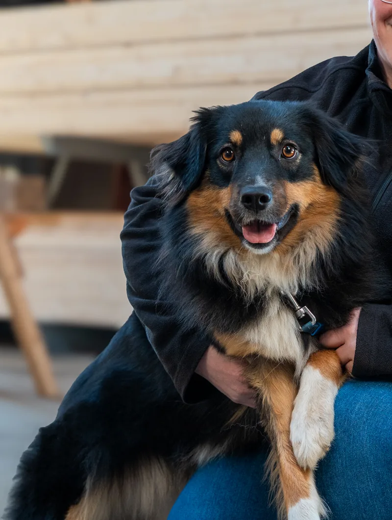 Wachhund der Zimmerei Der Holzprofi auf dem Hof in Bargenstedt